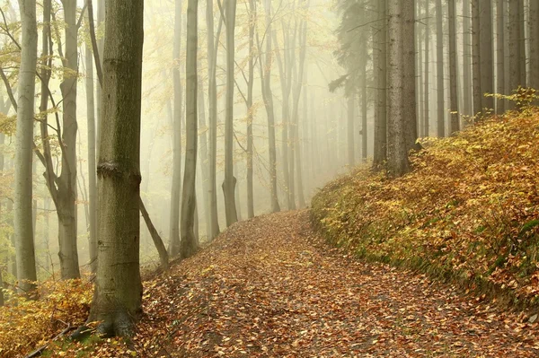 Mistige bospad in een natuurgebied — Stockfoto
