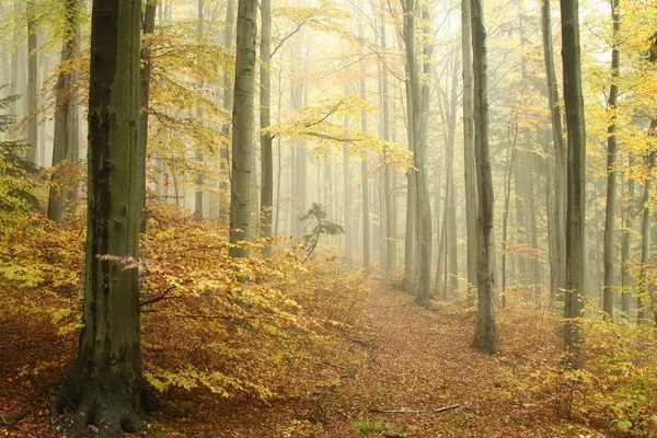 Trilha em floresta de faia outono — Fotografia de Stock
