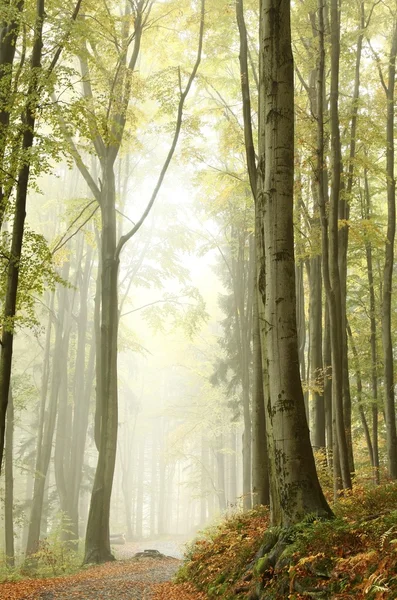 Sentier pédestre dans la forêt d'automne brumeuse — Photo