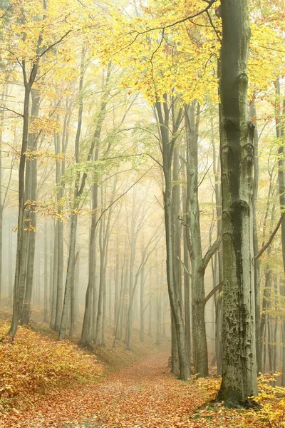 Aussichtsreicher Pfad im nebligen Herbstwald — Stockfoto