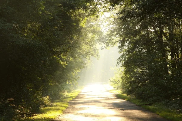 Late sumer forest road in the morning — Stock Photo, Image