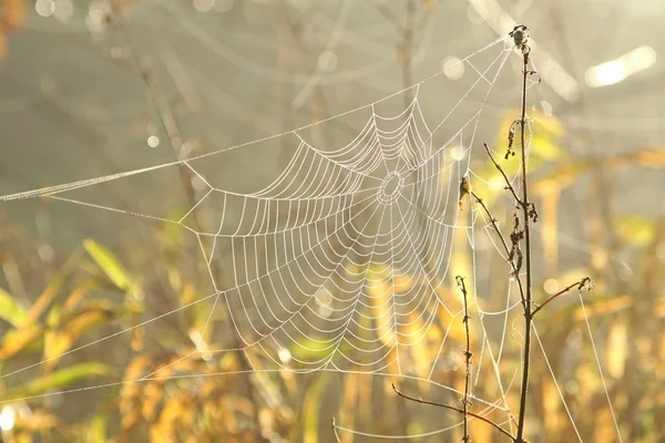 Spinnenweb bij dageraad — Stockfoto