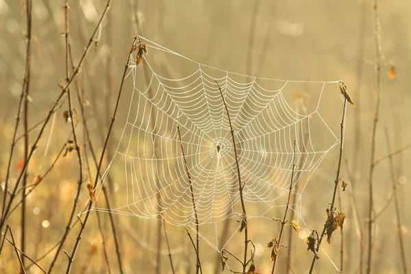 새벽의 거미줄 — 스톡 사진