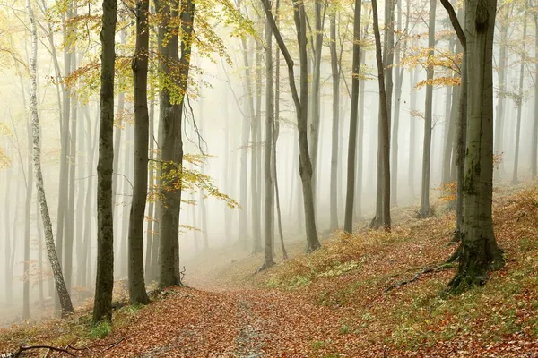 Ścieżka w mglistym lesie jesiennym — Zdjęcie stockowe