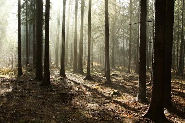 Nebliger Herbstwald in der Morgendämmerung — Stockfoto