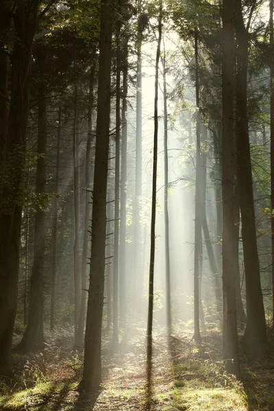 Jesienny las iglasty o wschodzie słońca — Zdjęcie stockowe