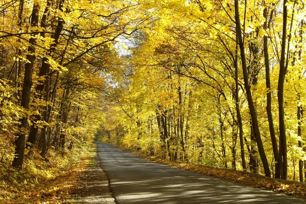 Höstens skogsväg — Stockfoto