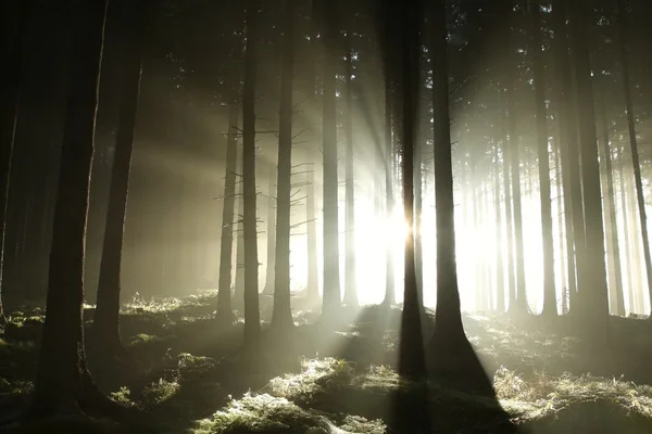 Осінній хвойний ліс на світанку — стокове фото