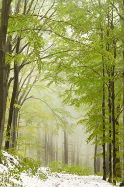 Path in misty spring forest clipart