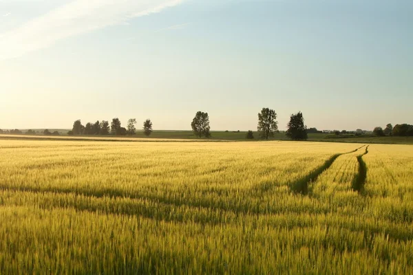 Rurale landschap in de schemering — Stockfoto