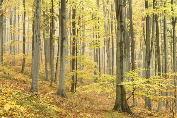 Bosque de haya de otoño — Foto de Stock