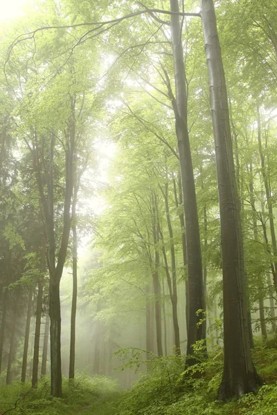 Caminho na floresta nebulosa primavera — Fotografia de Stock