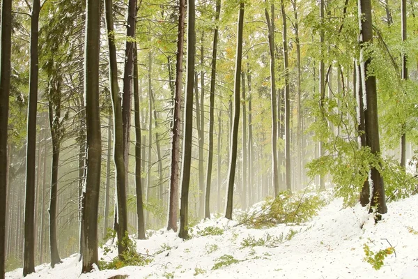 Sisli sonbahar kayın ormanı — Stok fotoğraf