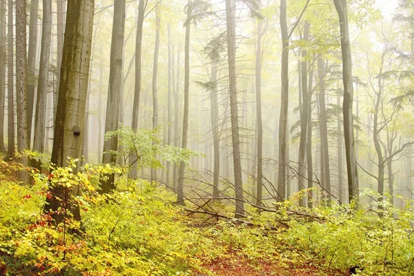 Mlhavý podzimní bukový les — Stock fotografie