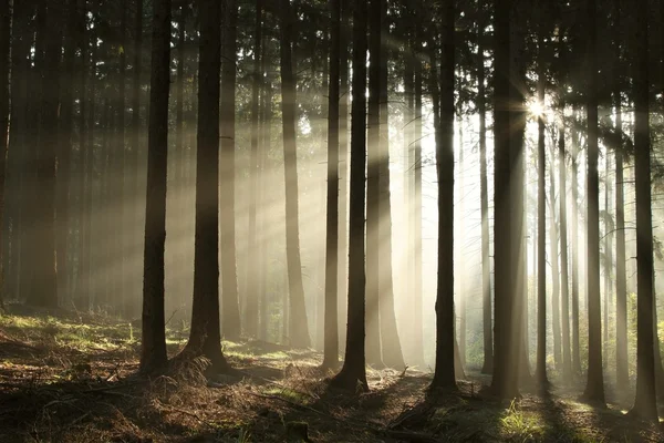 Mglisty poranek w jesień las — Zdjęcie stockowe