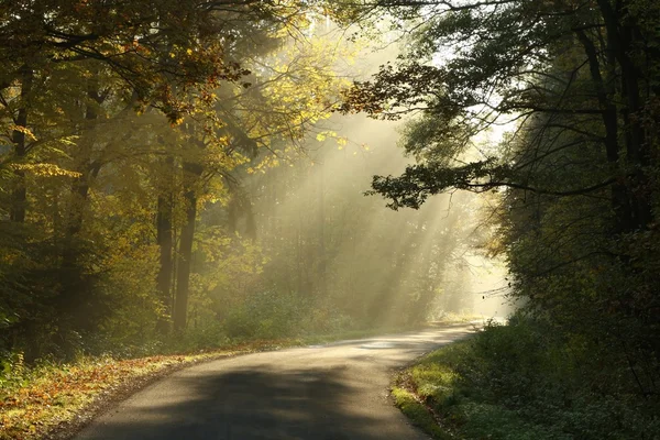 Деревенская дорога в туманном осеннем лесу — стоковое фото
