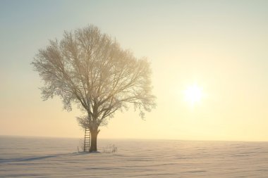 Winter tree in the field at dawn clipart