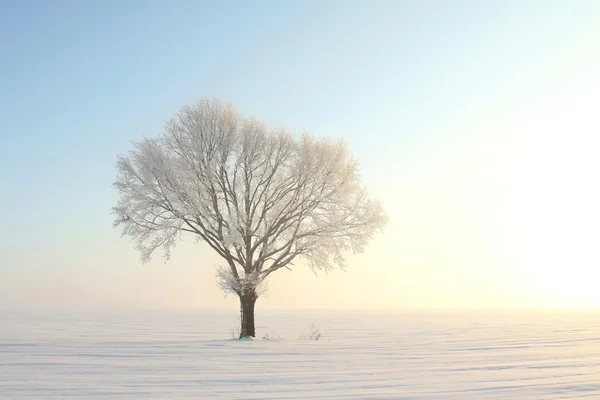 Árvore de inverno no campo ao amanhecer — Fotografia de Stock