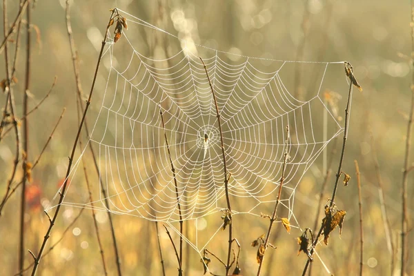Spinnennetz im Morgengrauen — Stockfoto
