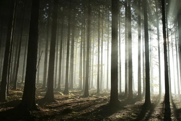 Солнечные лучи в туманном осеннем лесу — стоковое фото