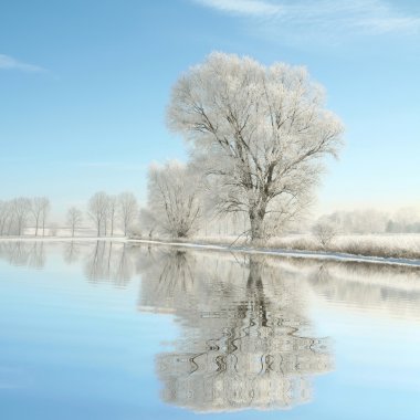 Landscape of frosted trees in the morning clipart