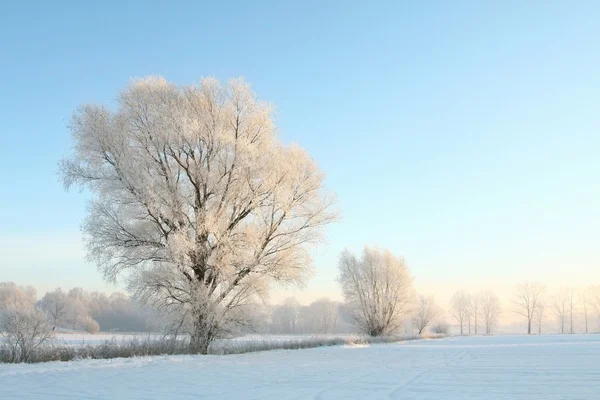 Vinterlandskap i gryningen — Stockfoto