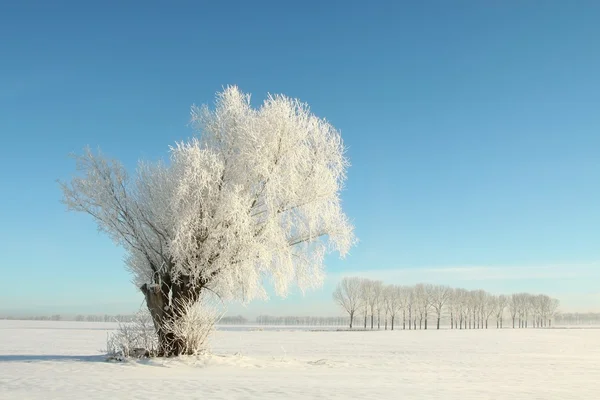 Winterweide mit Frost bedeckt — Stockfoto