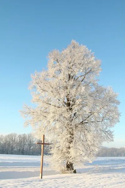 Χειμώνα δέντρο καλυμμένο με παγωνιά ξημερώματα — Φωτογραφία Αρχείου