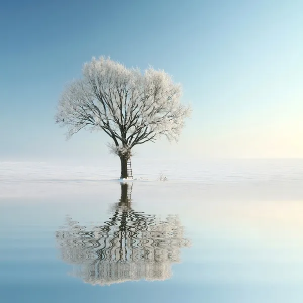Одинокое зимнее дерево на берегу озера — стоковое фото