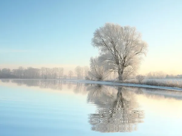 夜明けに凍結の木の冬の風景 ストック写真