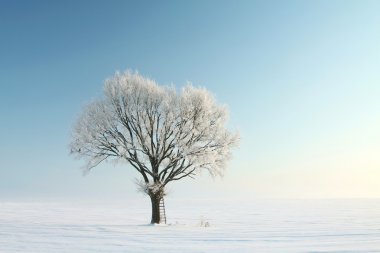 Winter landscape of frosted tree in the morning clipart