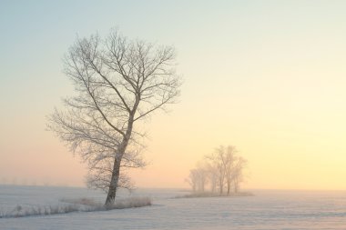 Winter trees at sunrise clipart