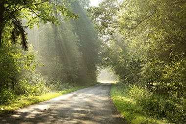 Lane in the forest in the morning clipart