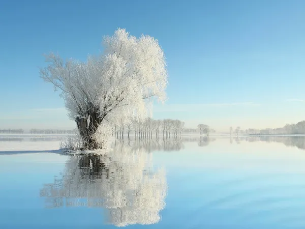 Winter landscape of willow in the morning — Stock Photo, Image