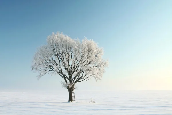 Paisaje invernal del árbol esmerilado por la mañana —  Fotos de Stock