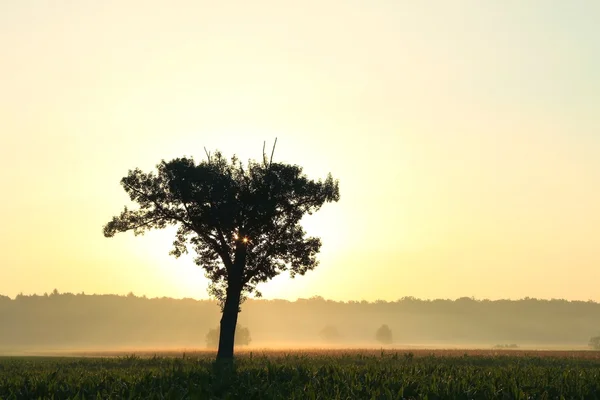 Дерево в полі на світанку — стокове фото