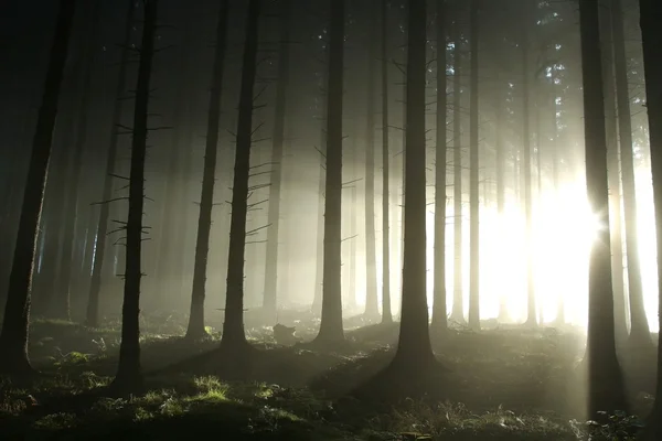 Foresta di conifere nebbiosa di mattina — Foto Stock