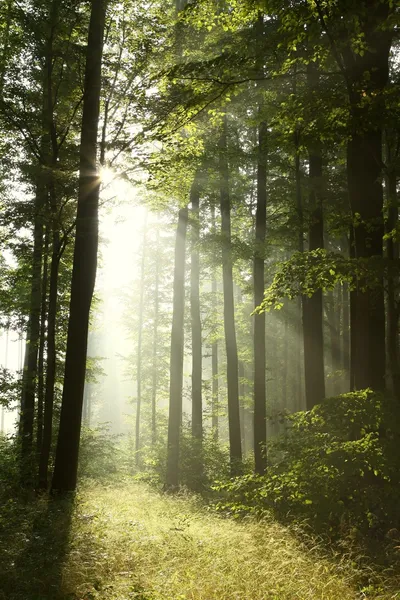 Paisagem de floresta caducas de primavera — Fotografia de Stock