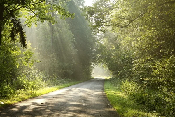 Lane in het bos in de ochtend — Stockfoto