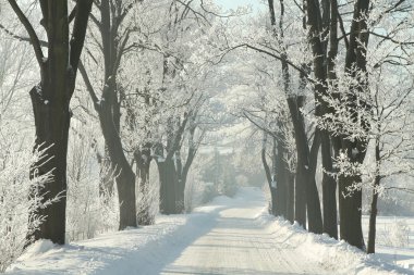 Country road among frosted trees clipart