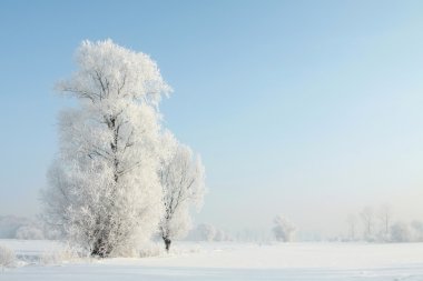 Winter landscape in the morning