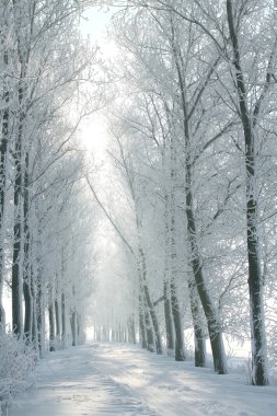 Winter road backlit by morning sun clipart