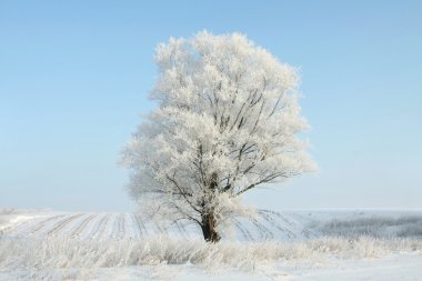 Lonely winter tree in the morning clipart