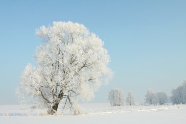 Landscape of winter tree covered with frost clipart