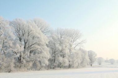 Winter landscape in the morning clipart