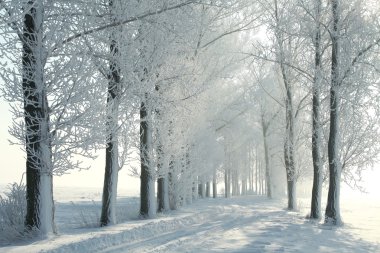 Winter alley backlit by morning sun clipart