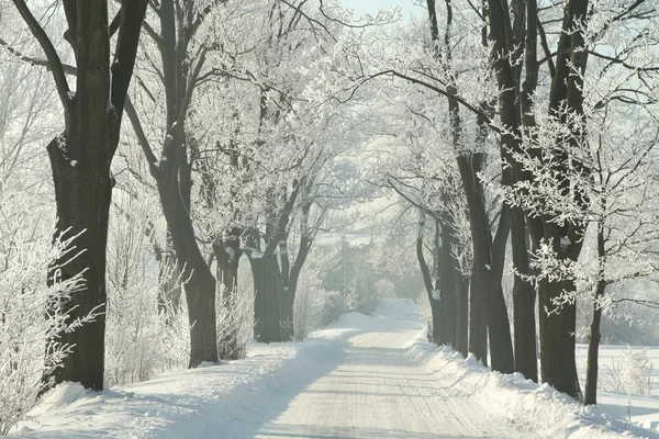 Köy yolunda buzlu ağaçları arasında — Stok fotoğraf