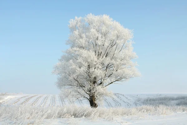 Árvore de inverno solitária de manhã — Fotografia de Stock