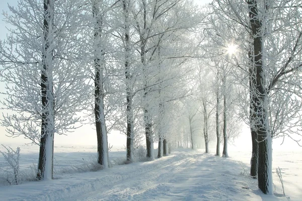 Vintern lane bakgrundsbelyst av morgonsolen — Stockfoto