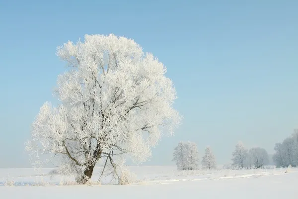 Pejzaż zimowy drzewa pokryte mróz — Zdjęcie stockowe